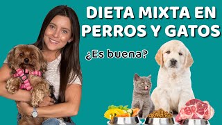 ALIMENTACIÓN MIXTA EN PERROS Y GATOS  Qué es y recomendaciones  Lauvet