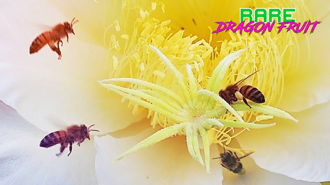 DO BEES POLLINATE DRAGON FRUIT? YouTube