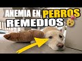 🐶 ANEMIA EN PERROS SINTOMAS Y TRATAMIENTO ✦ REMEDIOS CASEROS ALIMENTOS