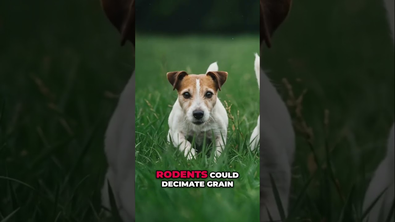 Danish Swedish Farm Dog: History & Amazing Abilities!