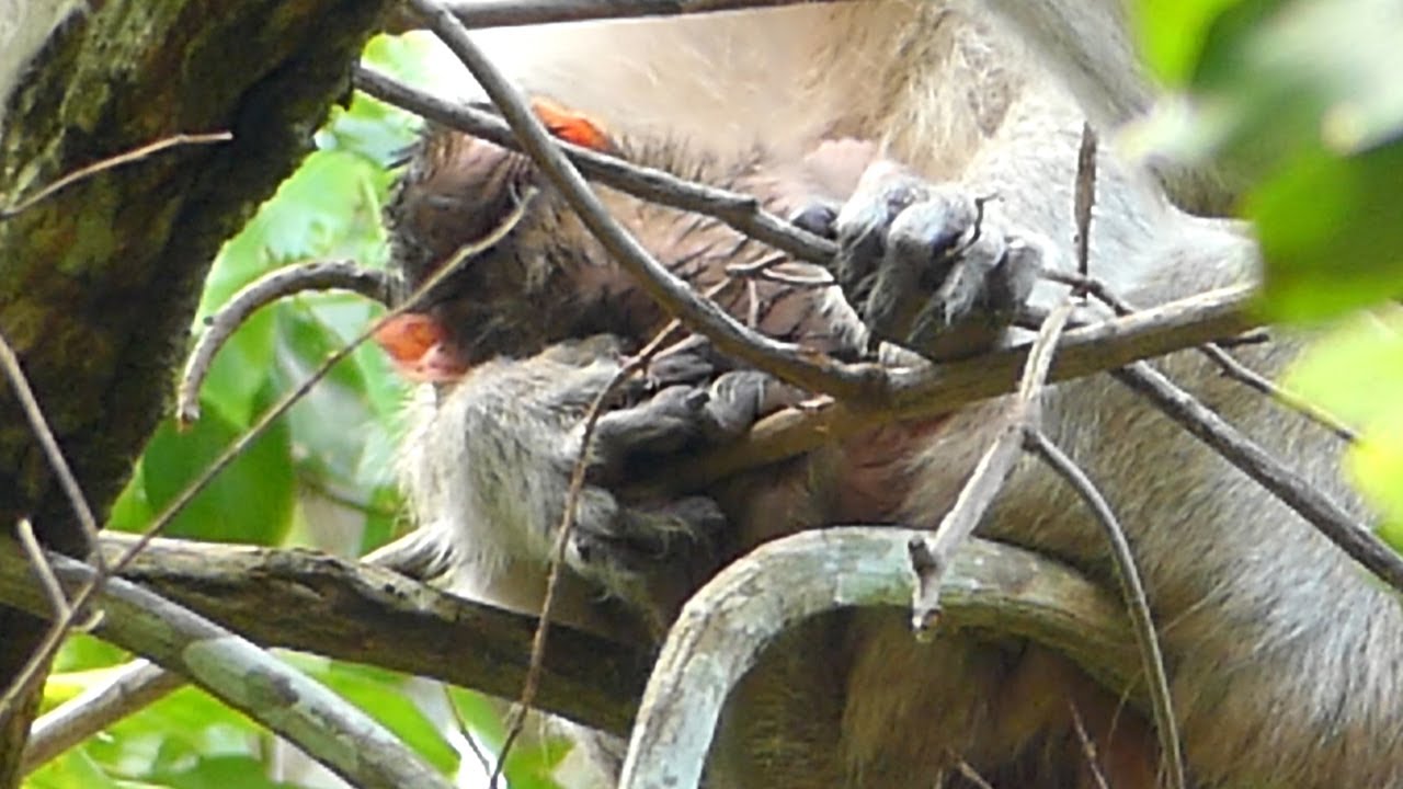 Update New Baby Monkey Just Born So Warm Try to Hugging Mom JANE Monkey Quiet and Getting Milk