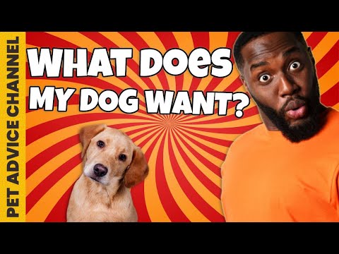 Why is my dog staring at me? Five explanations [Research]