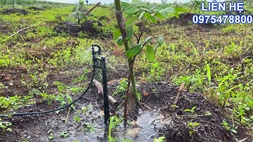 Hệ thống tưới tự động phun mưa cho cây Nhãn. Sử dụng béc tưới phun mưa G5