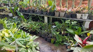 Jual kembang murce bestie