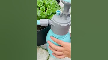 Mẹo diệt rệp và kiến cho cây trồng bằng nước rửa chén – ai cũng làm được, 100 triệu view là có thật?