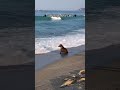 The Last One Tho  #dogs #funny #adorably #animalpictures #cat #animalphotos #cute #cuteanimals #pets