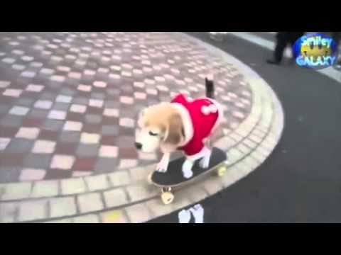 TOP 10 FUNNY VIDEOS - Dogs and Cats love Christmas Funny Compilation.mp4