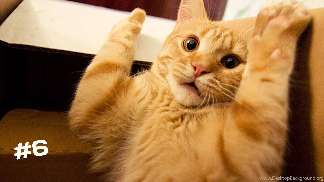 😺 FUNNY CATS #6  | Приколы с котами 2022 😺