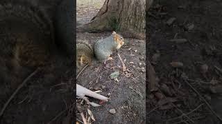 Part 2/3 Mind If I Join You?! The Sloth Squirrel 121124