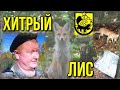 Хитрый лис в лесу, лиса в лесу. Лисёнок в лесу. Накормил лису в лесу. Игра с лисой. | Лиса в лесу