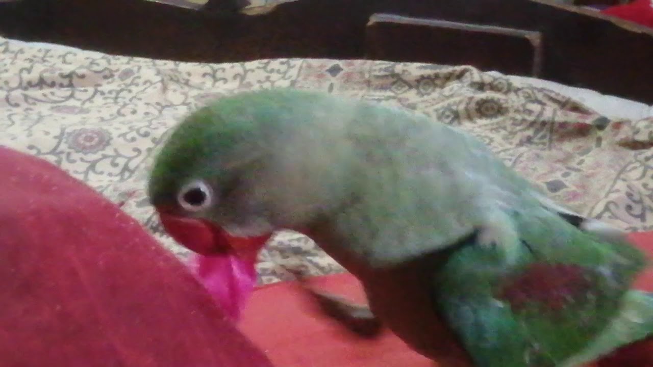 Pahari Tota playing naturally YouTube