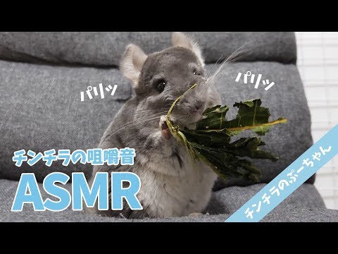 【ASMR】何度聞いても気持ちいいチンチラの咀嚼音・青パパイヤリーフ【音フェチ】