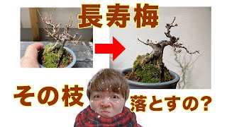 長寿梅の剪定201912