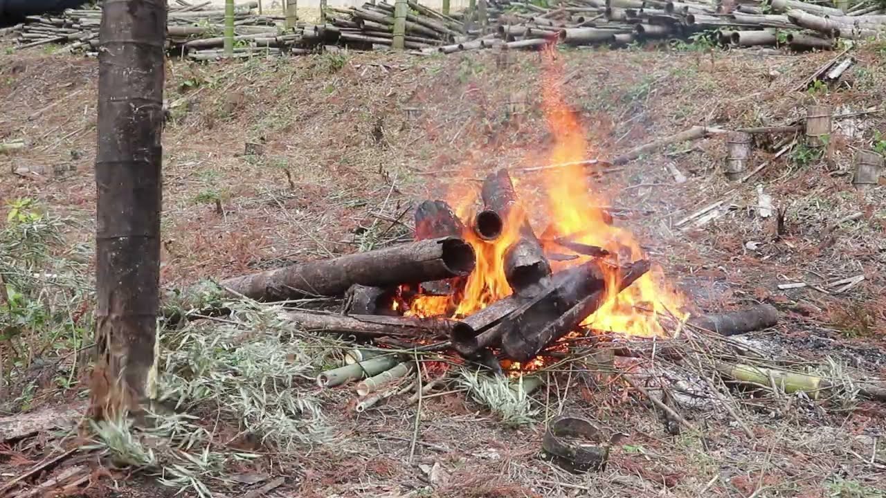 畑作りの為に倒した竹を小雨の中焼却作業を進めていく
