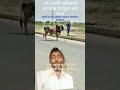 খামার থেকে ছুটে যাওয়া গরুটি কে ধরার প্রচেষ্টা #cow #bull #cattleworld #comedy #animals #bullfar#