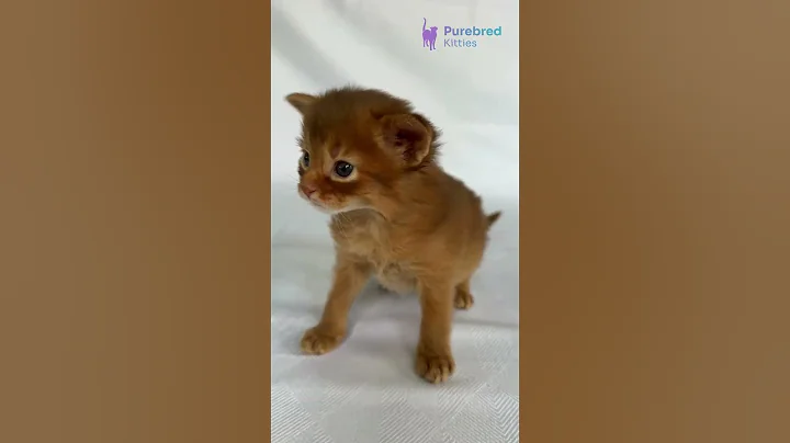 Watch the video about Introducing Watson