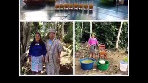 Ayahuasca Retreats in  the Peruvian Amazon Jungle