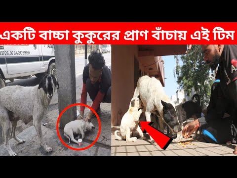 ভিডিও: কিভাবে একটি মলদোভান ডেপুটি রান্না করবেন