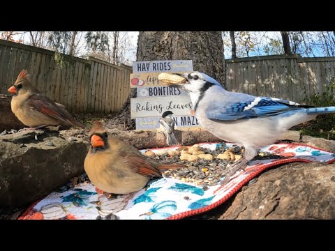 Blue Jays vs Cardinal! Birds and Squirrels! Cat TV 2022.10.28