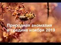 Такого еще не было! Пчелы носят пыльцу в ноябре.