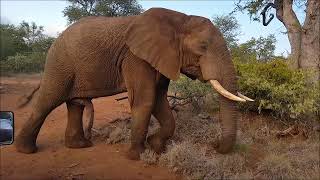 Chilled elephant on guided game drive screenshot 4