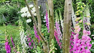 Floxgloves, my favourite English cottage garden plant  Rick's Garden Diary  2024