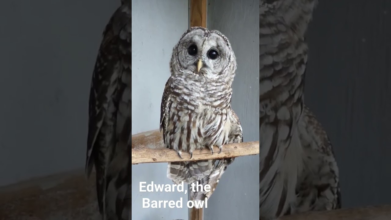 Edward, the barred owl continues to molt in his left wing