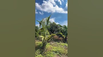 Bán vườn cây ăn trái có ao hồ, có suối đá tuyệt đẹp ở Bà Rịa Vũng Tàu#shorts