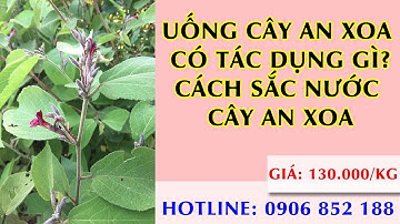 UỐNG CÂY AN XOA CÓ TÁC DỤNG GÌ? CÁCH SẮC CÂY AN XOA