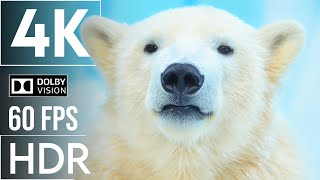 Прекрасная красота зимних животных 4K (60 кадров в секунду) Ultra HD — с естественным звуком (цветов