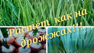 Лук на зелень! Как вырастить лук на перо дома на подоконнике. Супер простой и удобный способ!