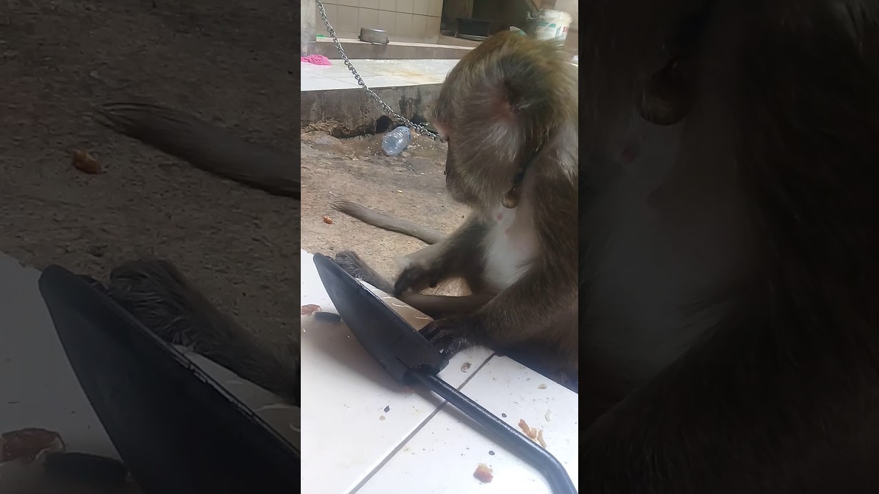 Monyet Kalo Ngaca Lucu Juga Youtube