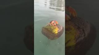 Crab Swims On Coconut In Low Quality #Shortvideo #Shorts # Meme