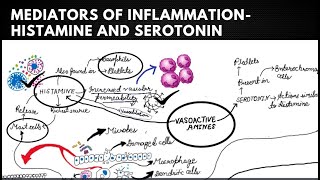 MEDIATORS OF INFLAMMATION- HISTAMINE AND SEROTONIN