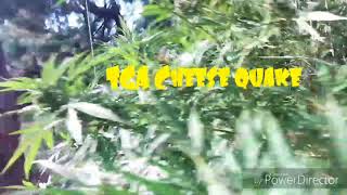 A walk through the garden