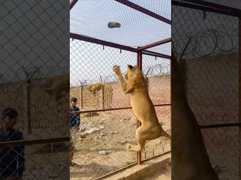 The Lioness Attack the monkey😱#lion #lionhub #shorts