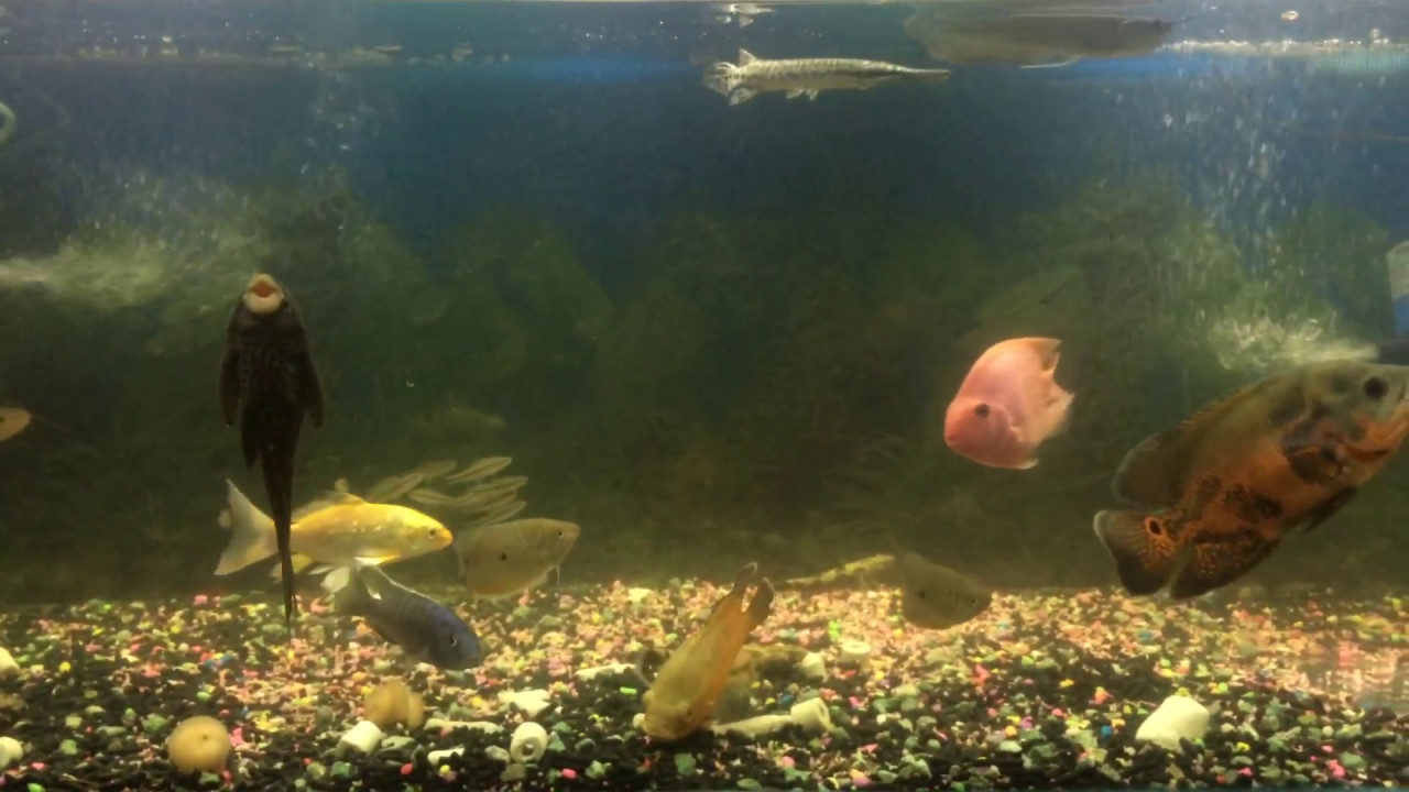 Silver arowana oscar silver dollar alligator gar parrot Silver arowana oscar silver dollar alligator gar parrot
