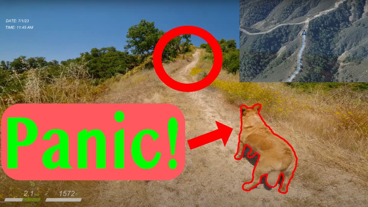 Running Into A Mountain Lion?! - YouTube