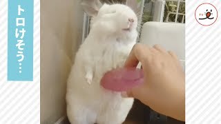 身体が溶けてしまうんじゃないかと思うチンチラさん【 PECO TV 】