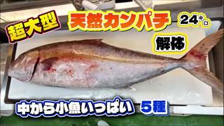 Butchering a 24kg Giant Wild Amberjack: 5 Species of Small Fish