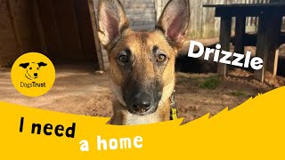 Drizzle the delightful Lurcher | Dogs Trust Loughborough