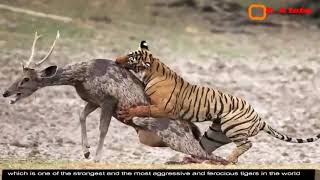 النمر السيبيرى العملاق يباغت ويفتك بأضخم الحيوانات البرية   حقائق مذهلة لا تصدق !! Tiger king