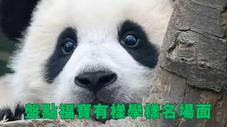 盤點福寶有樣學樣的名場面六   |大熊猫福宝 판다푸바오 #animals #panda