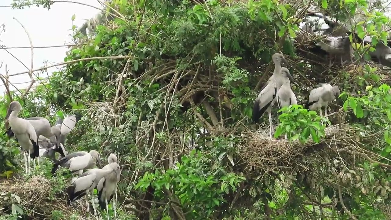 natural bird video#birds #nest #wildlife 