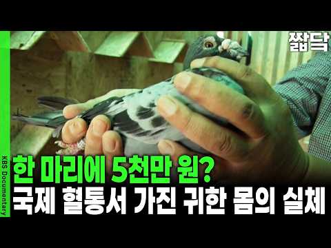 300km 떨어진 곳에서 집을 찾아온다? 인간이 몰랐던 비둘기 귀소 본능의 비밀 | KBS VJ 특공대 20161111 방송