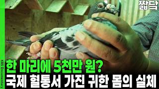 Finding its way home from 300km away The secret of the pigeon's homing instinct that humans didn...
