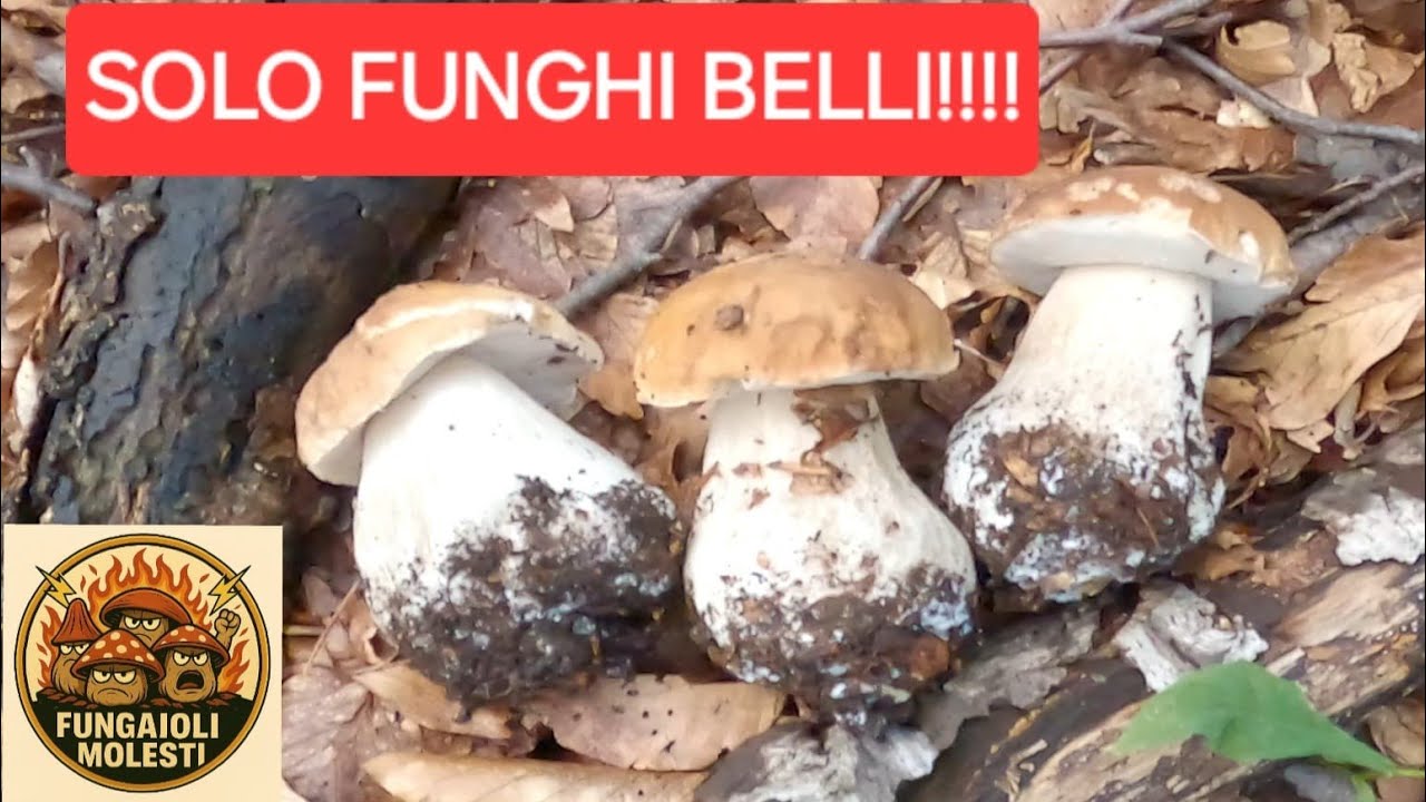FUNGHI PORCINI OTTOBRE 2025! SUPER FUNGAIA REGALA EMOZIONI NONOSTANTE IL FREDDO! EDULIS PAZZESCHI