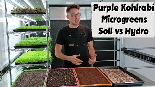 Purple Kohlrabi Microgreens - Soil v Hydroponic - On The Grow