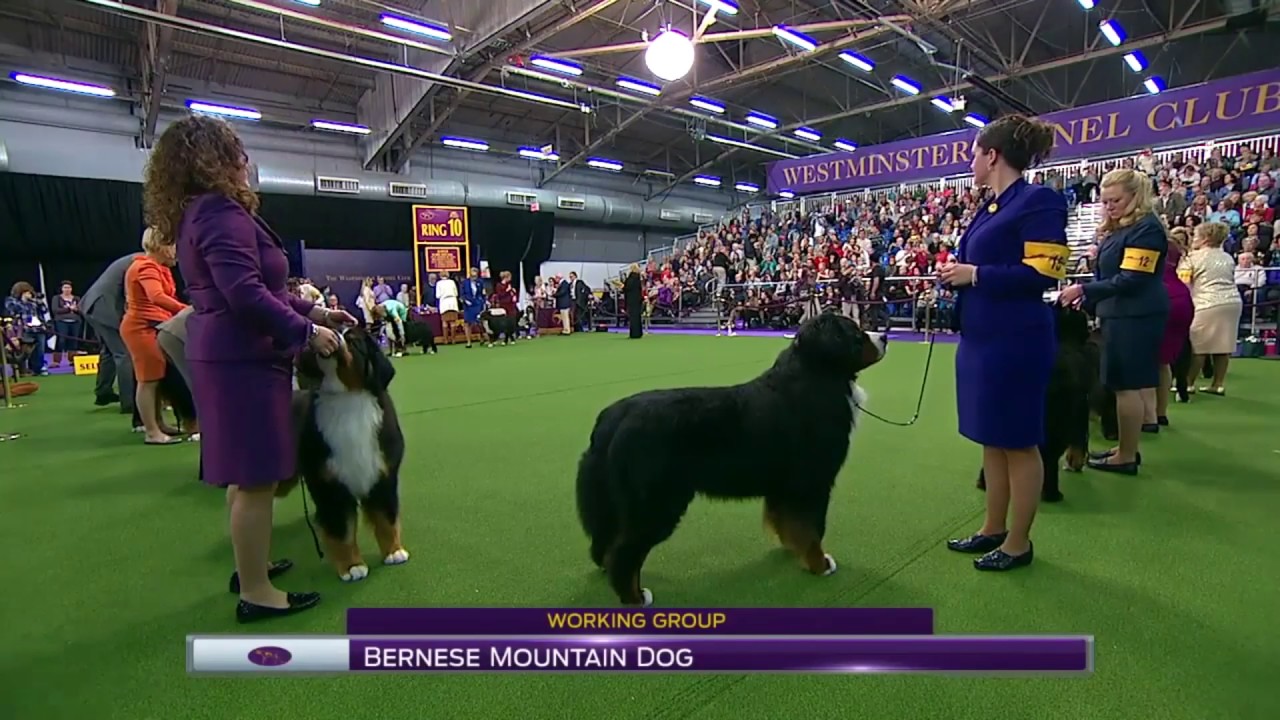 westminster bernese mountain dog