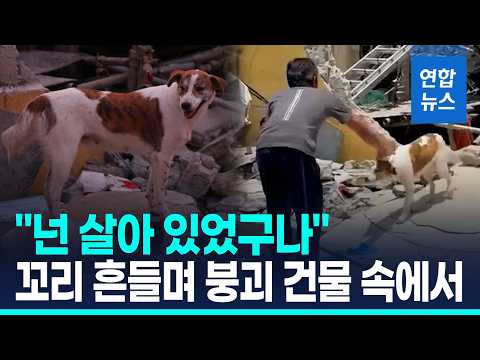 건물 붕괴 생존자 발견 못했는데…개 한 마리가 / 연합뉴스 (Yonhapnews)